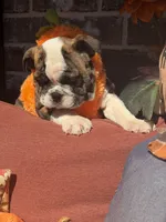 Cass, a female English Bulldog for sale in Flowery Branch, GA – 3 of 3