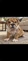 Thor, a male English Bulldog for sale in Flowery Branch, GA – 1 of 1