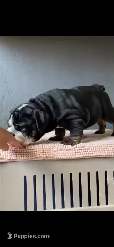 Cleopatra  – English Bulldog puppy for sale in Flowery Branch, GA
