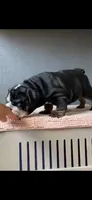 Cleopatra , a female English Bulldog for sale in Flowery Branch, GA – 1 of 1