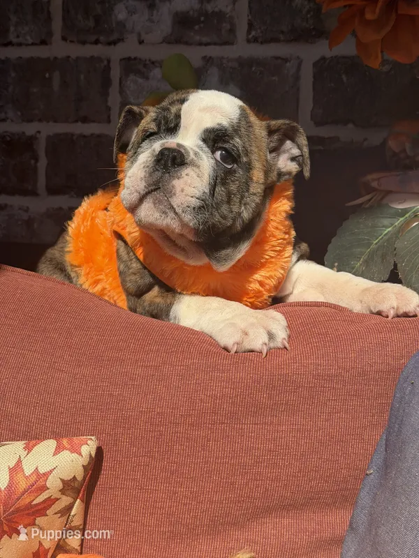 Cass – English Bulldog puppy for sale in Flowery Branch, GA