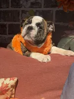 Cass, a female English Bulldog for sale in Flowery Branch, GA – 1 of 3