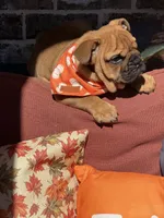 Pete, a male English Bulldog for sale in Flowery Branch, GA – 4 of 4