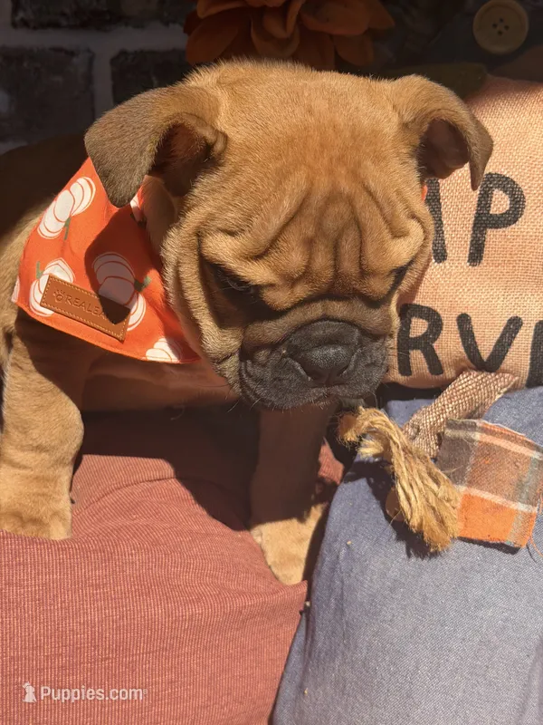 Pete – English Bulldog puppy for sale in Flowery Branch, GA