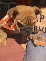 Pete, a male English Bulldog for sale in Flowery Branch, GA – 1 of 4