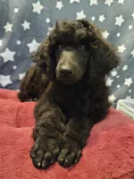 Ashoka, a female Poodle - Standard  for sale in Snohomish, WA – 4 of 10