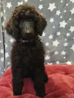 Ashoka, a female Poodle - Standard  for sale in Snohomish, WA – 6 of 10