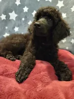 Ashoka, a female Poodle - Standard  for sale in Snohomish, WA – 9 of 10