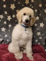 OBI WAN, a male Poodle - Standard  for sale in Snohomish, WA – 8 of 9