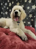OBI WAN, a male Poodle - Standard  for sale in Snohomish, WA – 5 of 9
