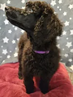 Ashoka, a female Poodle - Standard  for sale in Snohomish, WA – 3 of 10