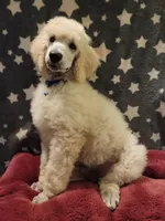 OBI WAN, a male Poodle - Standard  for sale in Snohomish, WA – 3 of 9