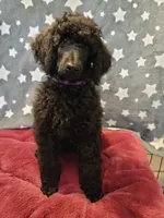 Ashoka, a female Poodle - Standard  for sale in Snohomish, WA – 7 of 10