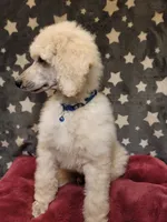 OBI WAN, a male Poodle - Standard  for sale in Snohomish, WA – 6 of 9