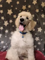 OBI WAN, a male Poodle - Standard  for sale in Snohomish, WA – 4 of 9