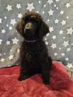 Ashoka, a female Poodle - Standard  for sale in Snohomish, WA – 8 of 10