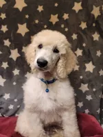 OBI WAN, a male Poodle - Standard  for sale in Snohomish, WA – 7 of 9