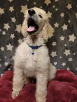 OBI WAN, a male Poodle - Standard  for sale in Snohomish, WA – 9 of 9