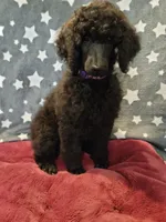 Ashoka, a female Poodle - Standard  for sale in Snohomish, WA – 2 of 10