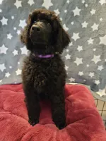 Ashoka, a female Poodle - Standard  for sale in Snohomish, WA – 10 of 10