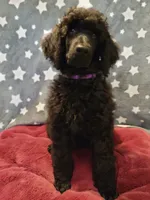 Ashoka, a female Poodle - Standard  for sale in Snohomish, WA – 5 of 10