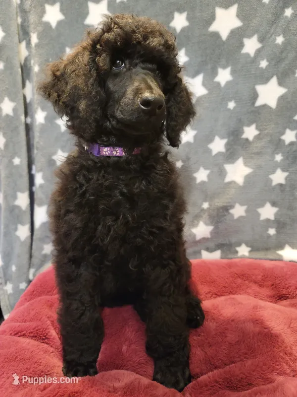 Ashoka – Poodle - Standard  puppy for sale in Snohomish, WA