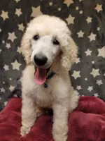 OBI WAN, a male Poodle - Standard  for sale in Snohomish, WA – 2 of 9
