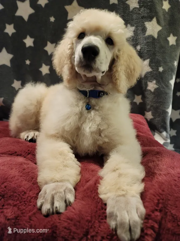 OBI WAN – Poodle - Standard  puppy for sale in Snohomish, WA