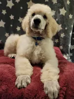 OBI WAN, a male Poodle - Standard  for sale in Snohomish, WA – 1 of 9