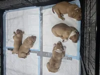 Brutus, a male American Bully for sale in Hollywood, FL – 2 of 10