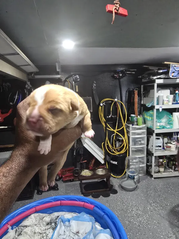 Buddy – American Bully puppy for sale in Hollywood, FL