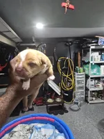 Buddy, a female American Bully for sale in Hollywood, FL – 1 of 10