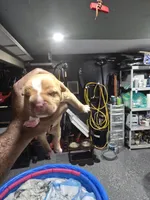 Buddy, a female American Bully for sale in Hollywood, FL – 3 of 10