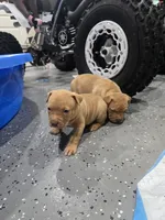 Dora, a female American Bully for sale in Hollywood, FL – 10 of 10