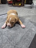 Brutus, a male American Bully for sale in Hollywood, FL – 9 of 10