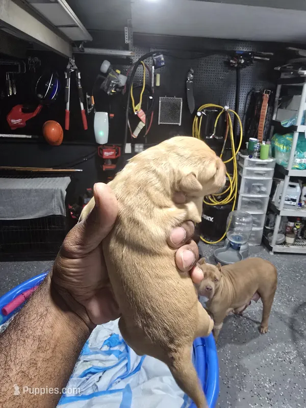 Dora – American Bully puppy for sale in Hollywood, FL