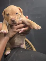 Dora, a female American Bully for sale in Hollywood, FL – 4 of 10