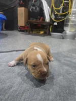 Buddy, a female American Bully for sale in Hollywood, FL – 10 of 10