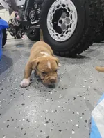 Buddy, a female American Bully for sale in Hollywood, FL – 7 of 10