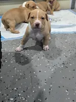 Buddy, a female American Bully for sale in Hollywood, FL – 2 of 10