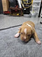 Buddy, a female American Bully for sale in Hollywood, FL – 5 of 10