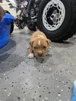 Buddy, a female American Bully for sale in Hollywood, FL – 9 of 10