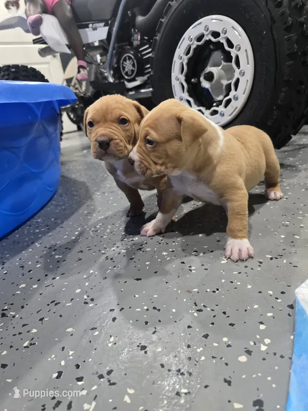Brutus – American Bully puppy for sale in Hollywood, FL