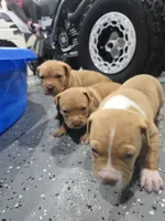 Dora, a female American Bully for sale in Hollywood, FL – 9 of 10