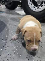 Brutus, a male American Bully for sale in Hollywood, FL – 7 of 10