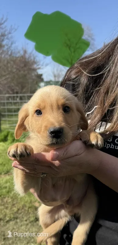 Green Male – Great Pyrenees, Golden Retriever puppy for sale in Sulphur Springs, TX