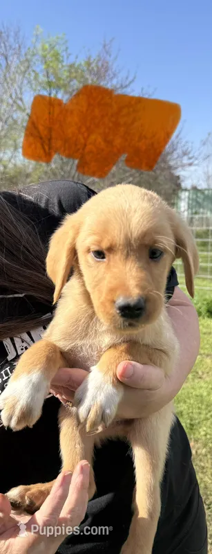 Orange Male – Great Pyrenees, Golden Retriever puppy for sale in Sulphur Springs, TX