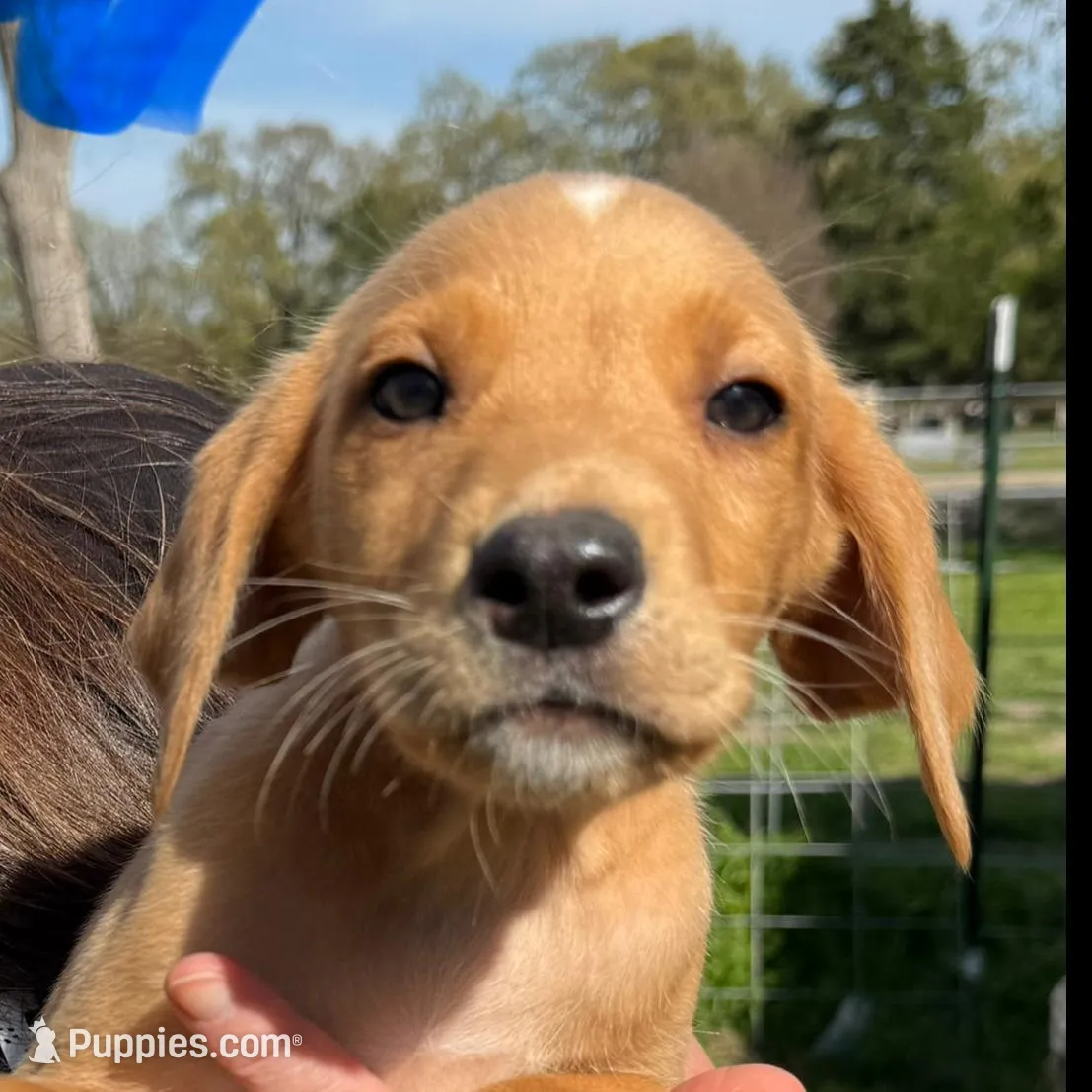 Blue Male – Great Pyrenees, Golden Retriever puppy for sale in Sulphur Springs, TX