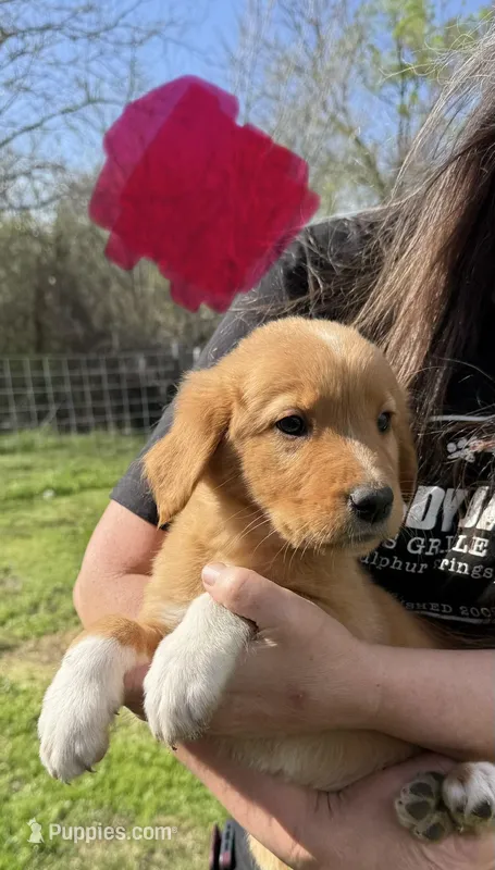 Pink Female – Great Pyrenees, Golden Retriever puppy for sale in Sulphur Springs, TX