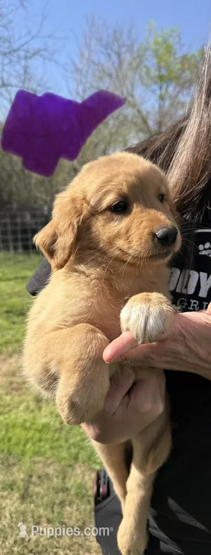 Purple Female – Great Pyrenees, Golden Retriever puppy for sale in Sulphur Springs, TX
